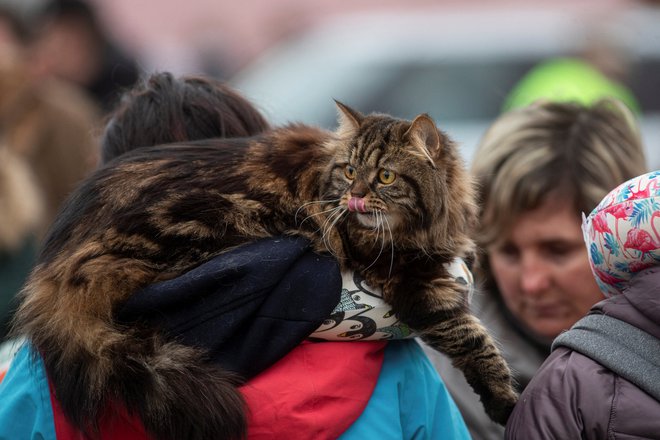 Tudi za živali je potovanje naporno. FOTO: Reuters
