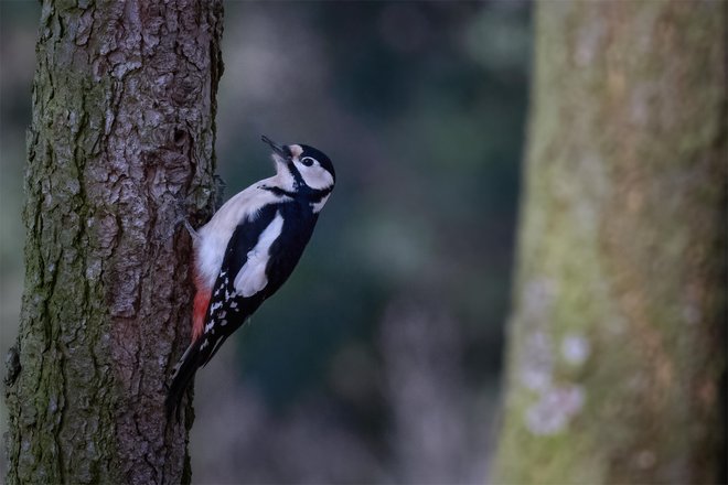 Našega zelenega gaja ni več, le kdaj bomo lahko spet skozi kuhinjo okno opazovali tak prizor? FOTO: Shutterstock
