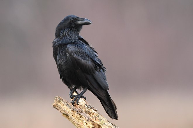 Stoodstotno enobarven. FOTO: Shutterstock
