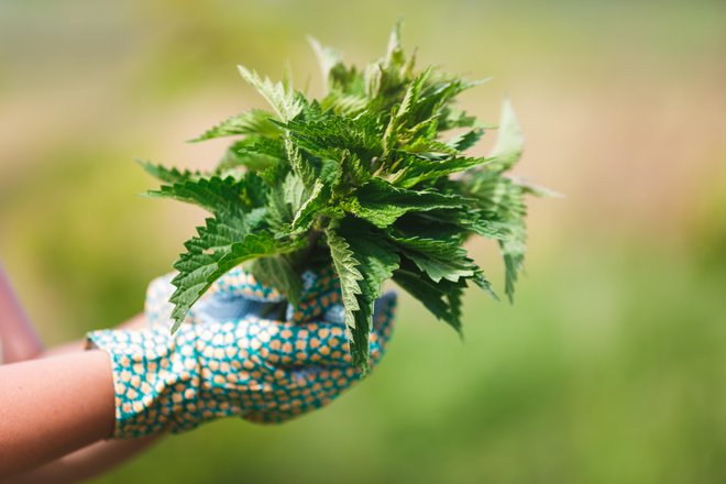 Pred obiranjem kopriv si ne pozabimo nadeti rokavic &ndash;&nbsp;kdor nima vrtnarskih, lahko uporabi navadne usnjene. FOTO: Shutterstock
