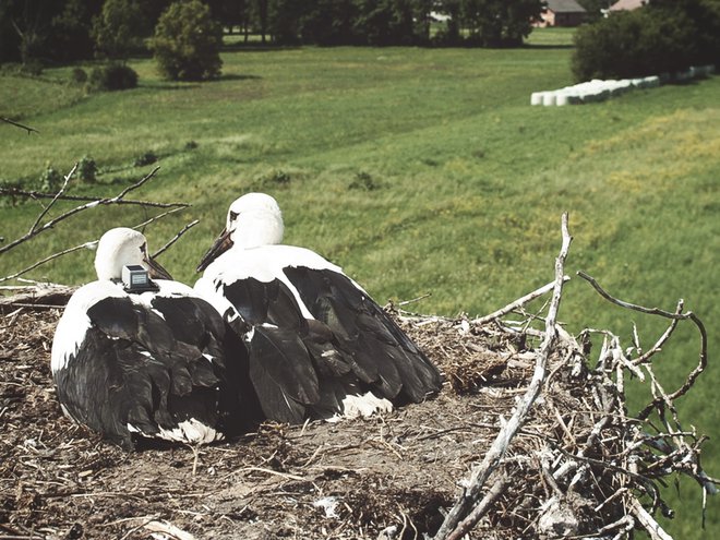 Štorklja Bela z GPS-nahrbtnikom pred odhodom na jug leta 2019 FOTO:&nbsp;Miha Fras
