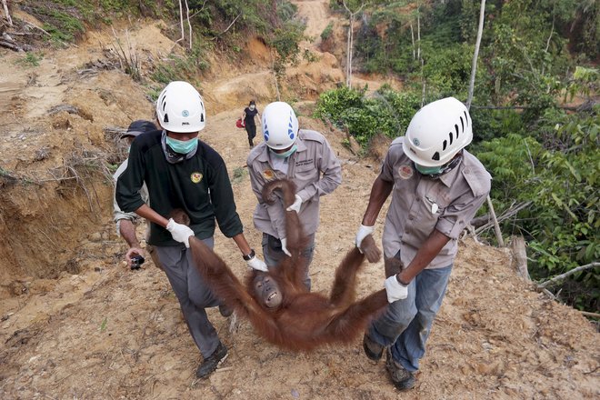 Prizori orangutanov, ki izgubljajo svoj dom in jih lokalci odnašajo na varno, kakršen je ta na fotografiji s plantaže palmovega olja na jugu Sumatre, so vse pogostejši. FOTO:&nbsp;Antara/Reuters
