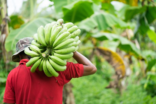 Zelene banane so skladišče vitaminov in mineralov. FOTO:&nbsp;Shutterstock
