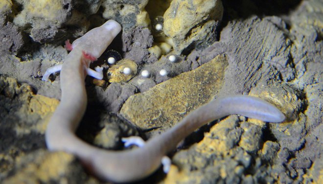Človeška ribica z jajčeci. FOTO: Postojnska jama Press Release
