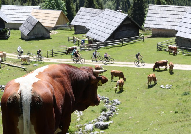 Poleg serotonina je to eden najpomembnejših hormonov za srečo. FOTO: Dejan Javornik/Delo
