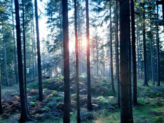 Gre&nbsp;za aktivno hojo v gozdu, brez motečih elementov, ter čuteče opazovanje gozda in njegove okolice oziroma popolno združitev z naravo. FOTO: Tina Horvat
