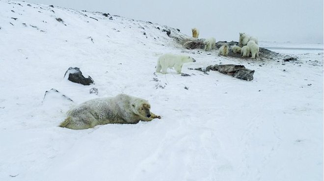 Rusija množično seli Ukrajince z okupiranih območij v oddaljene dele Rusije. Na fotografiji: medvedi na smetišču na obrobju vasi Rirkajpij na severovzhodu Rusije. FOTO: Maksim Djominov/wwf
