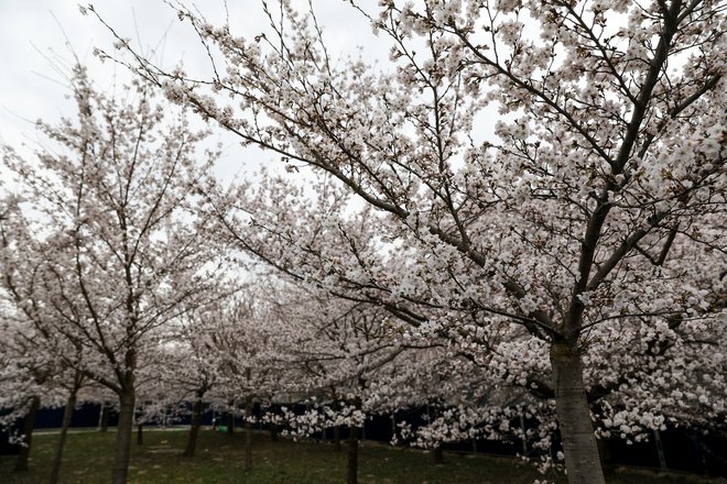 Japonske češnje simbolizirajo pomlad, zaupanje in ljubezen, ko se združijo s cvetenjem domačih češenj, pa tudi povezavo daljne vzhodne kulture z našo. FOTO: Črt Piksi/Delo
