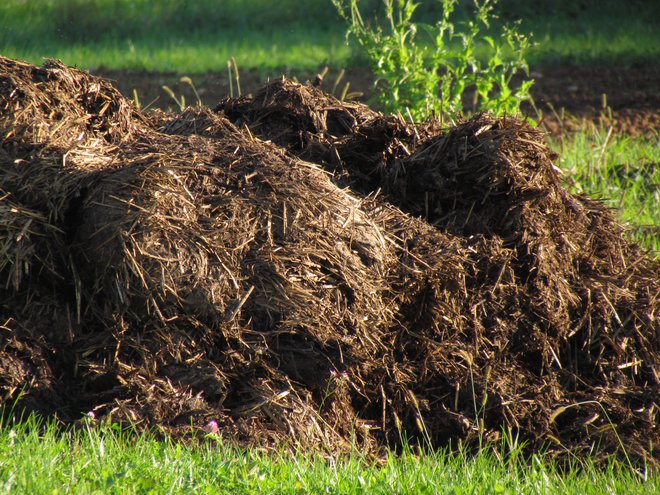 Gnoj bi lahko v večji meri uporabili za proizvodnjo biometana, dobili pa manj agresivno gnojilo. FOTO: Jerneja Jošar
