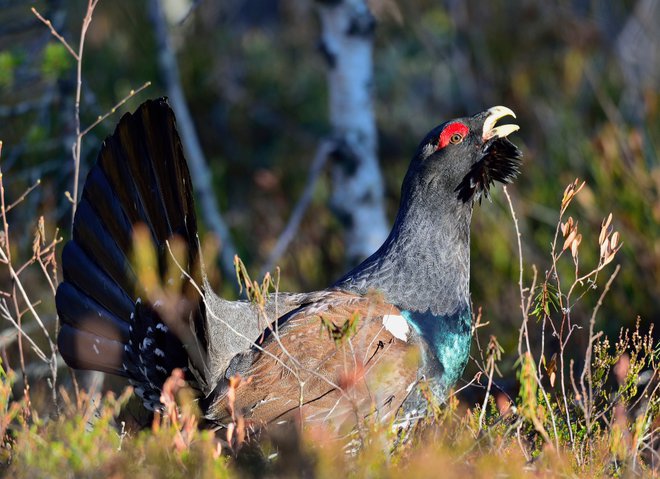 Slep je, ko se s petjem ukvarja.

FOTO: Arhiv LIFE-IP NATURA.SI
