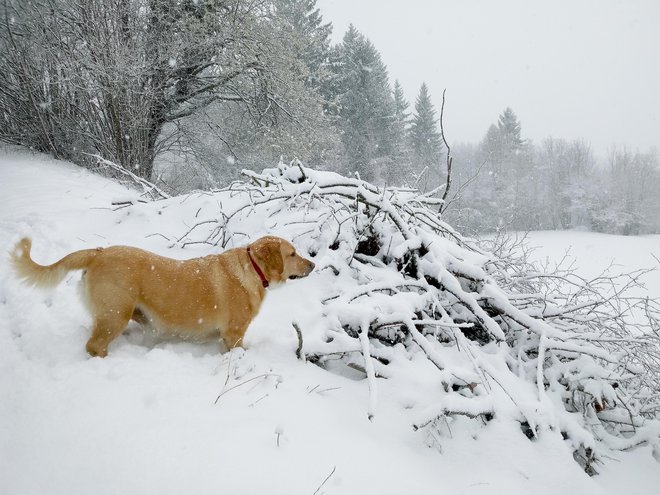 Sneg je pobelil tudi zasavske hribe. FOTO: Polona Malovrh
