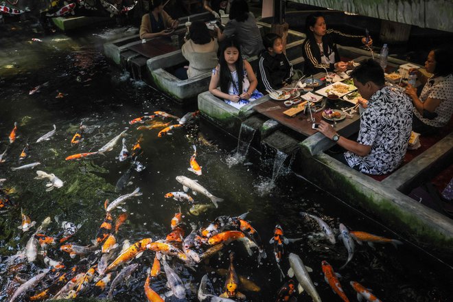 Gostje opazujejo plavajoče krape v restavraciji z ribjo tematiko v tajskem mestu Chiang Mai. Foto: Jack Taylor/Afp
