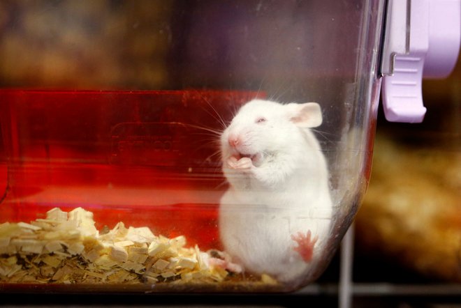 Trenutno si delim delovno sobo z mišjim samcem Mikijem. FOTO:&nbsp;Arnd Wiegmann/Reuters
