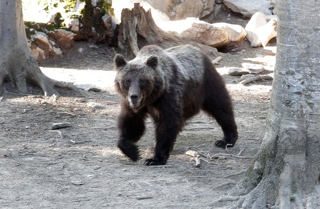 Okoljsko ministrstvo je za letos odobrilo odstrel 222 medvedov, do sodnega zadržanja jih je bilo ustreljenih že 86. FOTO: Ljubo Vukelič
