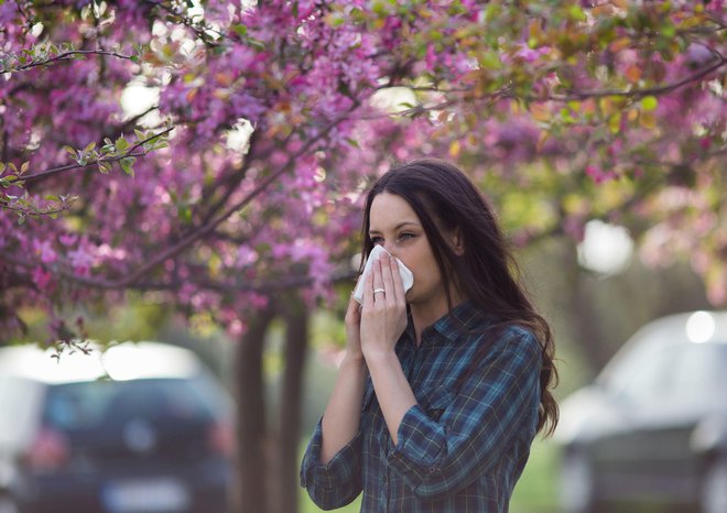 Cvetnega prahu je v zraku vedno več in vztraja dlje časa. FOTO: Shutterstock
