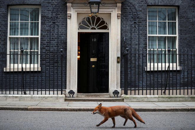 Prava mala gozdna zverinica. FOTO:&nbsp;Hannah Mckay/Reuters
