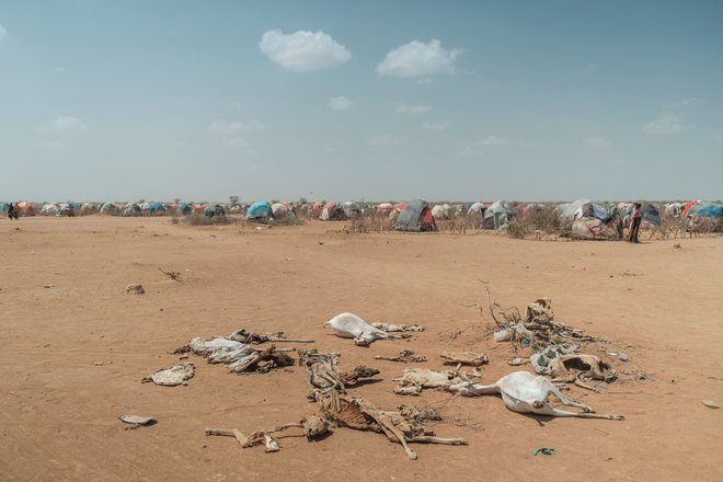 V etiopijskem taborišču za razseljene osebe Farburo 2, ki je bilo vzpostavljeno pred tremi meseci, živi približno 2700 družin. Majhne hišice iz vej podpira mozaik tkanin, ki zagotavljajo senco pri temperaturi okoli 40 &deg;C. Najhujša suša na Afriškem rogu v zadnjih 40 letih po podatkih ZN potiska 20 milijonov ljudi na rob lakote, uničuje starodavni način življenja, zaradi česar številni otroci trpijo zaradi hude podhranjenosti. Foto: Eduardo Soteras/Afp

&nbsp;

