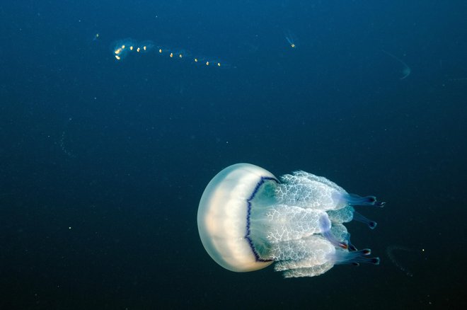 Veliki morski klobuk (Rhizostoma pulmo) v družbi
s plaščarji iz rodu salp v kolonijah, ki jih vidimo v ozadju. FOTO: Borut Mavrič
