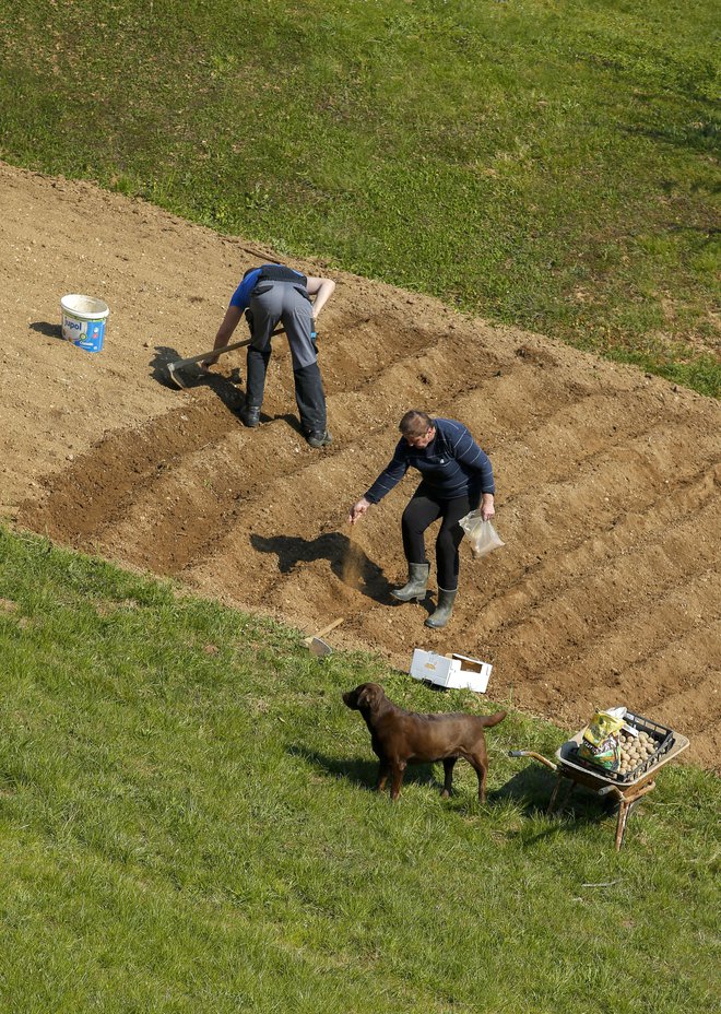 Najnižje so odkupne cene mleka in govejega mesa, pridelovalci zelenjave pa imajo težave, ker v Slovenijo prihaja zelenjava z veletržnic v tujini, ki znižuje odkupne cene pridelane doma, pravi Roman Žveglič. FOTO:&nbsp;Matej Družnik/Delo
