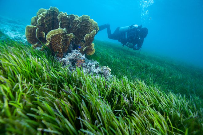 Propadanje podvodnih travnikov bo imelo uničujoč vpliv na ribje vrste, opozarjajo raziskovalci. FOTO: Shutterstock
