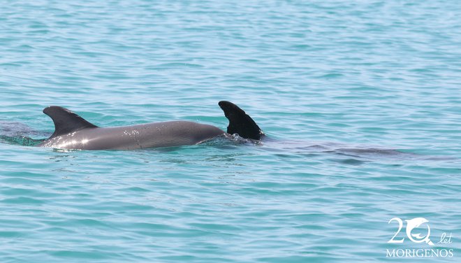 Dva navadna delfina (Delphinus delphis) v morju Luke Koper. Spredaj mati, zadaj mladič. Foto Morigenos
