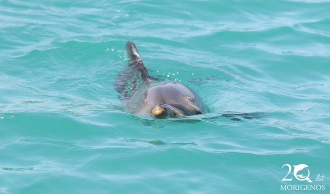 Navadni delfin v koprskem pristanišču. Foto Morigenos
