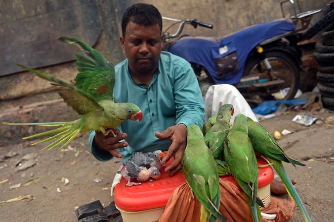 Prodajalec, ki prodaja papige, čaka na kupce na tržnici živali v Karačiju. Foto: Rizwan Tabassum/Afp
