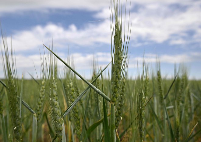 Pšenično polje&nbsp;na jugu Odese. Letošnji pridelek žit v Ukrajini bo po ocenah za 20 do 40 odstotkov manjši. FOTO&nbsp;Genya Savilov/Afp

