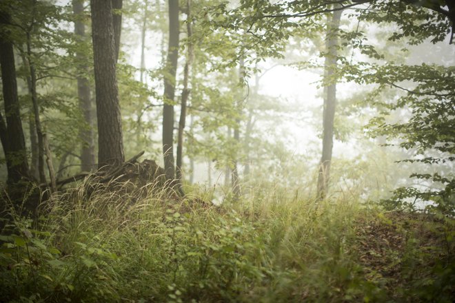 Gozdovi kažejo precejšnjo odpornost proti posledicam podnebnih sprememb, vendar le do določene točke, opozarja sogovornik. FOTO: Jure Eržen
