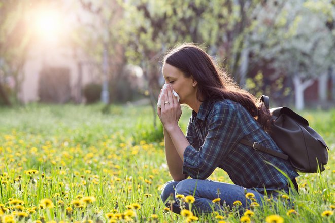 Najvišje obremenitve s cvetnim prahom so v laboratoriju ugotavljali v začetku aprila, povišane vrednosti pa so vztrajale ves april. FOTO: Shutterstock
