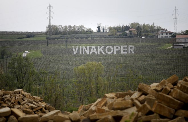 Vinakoper imajo v najemu elitna zemljišča na Obali, na njih pa pridelujejo grozdje. Špekulativno bi lahko sčasoma postala zazidljiva. FOTO: Blaž Samec/Delo
