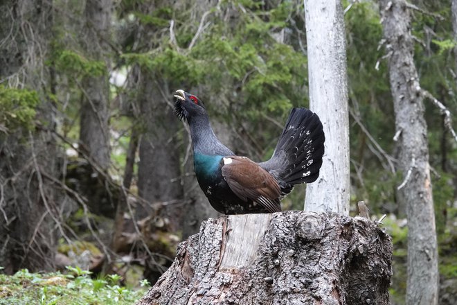 Oceno, da pri nas živi okoli 450 pojočih samcev, bo po zadnjih štetjih, tudi tem z Jelovice, treba krepko popraviti navzdol. FOTO:&nbsp;Tomaž Mihelič
