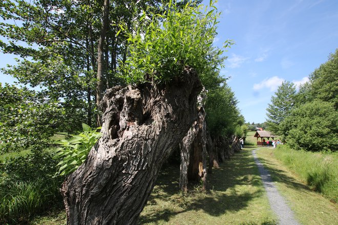 Pot čuka in puščavnika v Nuskovi se začne ob že znanem slatinskem izviru in drevoredu prastarih glavatih vrb.
