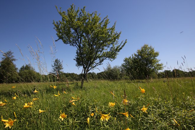 Že pogled na cvetoče mokrotne travnike v Motvarjevcih je vreden poti do tja.
