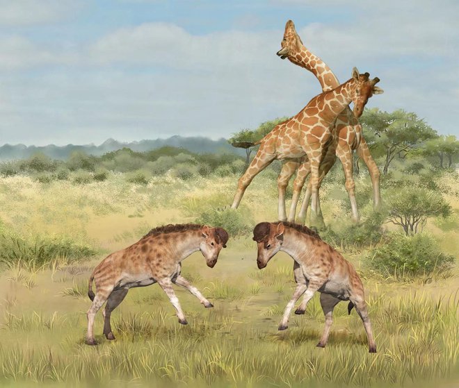 Na ilustraciji sta upodobljena samca izumrle vrste Discokeryx xiezhi, katere fosile so odkrili na severu Kitajske, nad njima pa dolgovrata samca sodobne žirafe vrste Giraffa camelopardalis, ki živi v Afriki.&nbsp;FOTO: Wang Yu/Guo Xiaocong/Reuters
