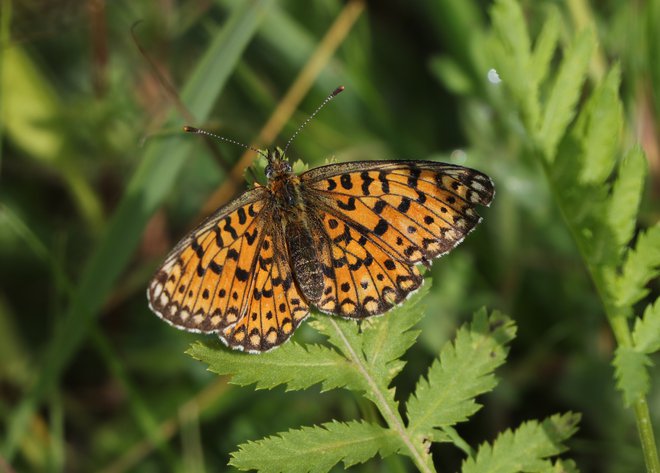 Na travnikih v Budincih so zaznali osemdeset vrst dnevnih metuljev, med njimi tudi pomladanskega bisernika na posnetku. Foto Jože Pojbič Delo

