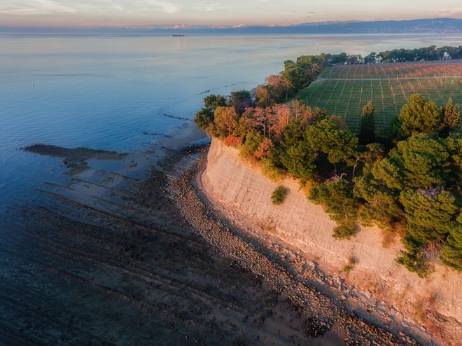 Nad morskim obrežjem se dviguje od 12 do 36 metrov visok klif. FOTO: Jaka Ivančič
