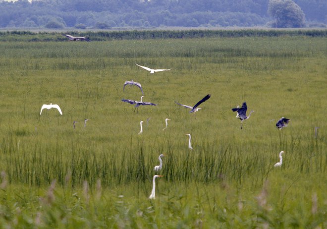 Na območju Cerkniškega jezera so opazili več kot 270 vrst ptic. Foto Mavric Pivk
