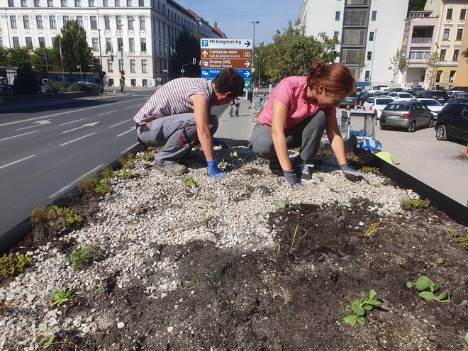 Na nadstrešnico avtobusnih postajališč v Ljubljani nasujejo revno mešanico prsti in peska. FOTO:&nbsp;Botanični vrt
