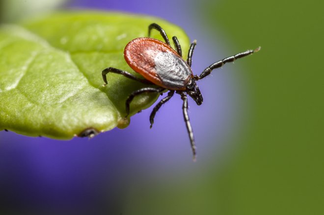 Klop je majhna žival, a je najnevarnejši prebivalec slovenskih gozdov. FOTO: Shutterstock
