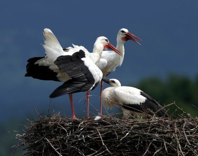 Štorklje so veliko bolj svobodomiselne, kot so nekoč učili biologi. FOTO: Oste Bakal
