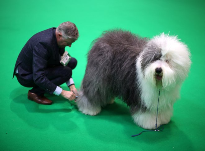 Sodnik si ogleduje bobtaila na predzadnji dan 146. edicije največje in najbolj prestižne pasje razstave na svetu Westminster Kennel Club Dog Show v New Yorku. Foto: Molly Darlington/Reuters
