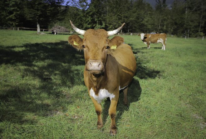 Avtohtona bohinjska krava cika FOTO: Jože Suhadolnik
