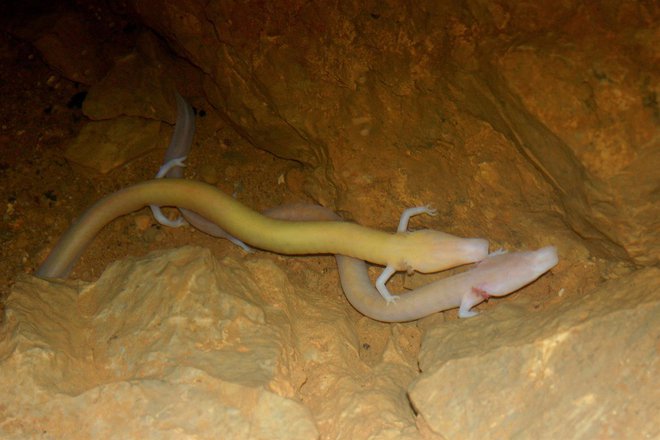 Visoke temperature zraka po Evropi, ki vztrajajo vse dlje, povzročajo temperaturna nihanja vse globlje v jamah. Za te pa so jamske živali še posebej občutljive. FOTO:&nbsp;Gregor Aljančič
