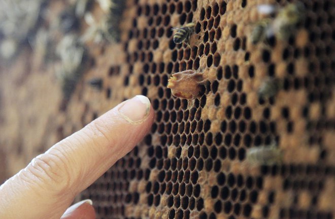 Tematsko so kongres naslonili na čebele. Ljudje se namreč marsičesa lahko naučimo iz življenja in vedenja čebel. FOTO: Leon Vidic
