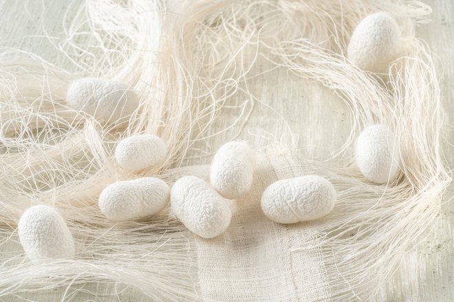 Raziskovalci proučujejo, kako bi s svilo lahko nadomestili okvarjena človeška tkiva. FOTO: Shutterstock
