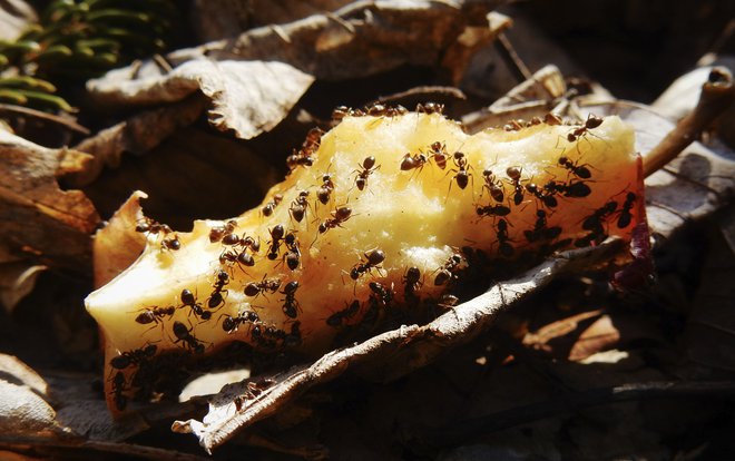 Kitajski&nbsp;znanstveniki so proučevali možgane mravelj ter ugotovili, zakaj te inteligentne žuželke, ki na svetu obstajajo več kot 140 milijonov let, ne morejo živeti same. FOTO: Primož&nbsp;Zrnec/Delo
