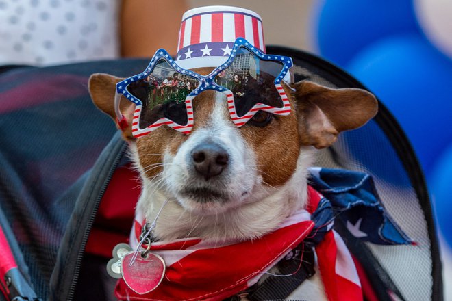 Parada patriotskih psov v Bostonu. Foto Joseph Prezioso/Afp
