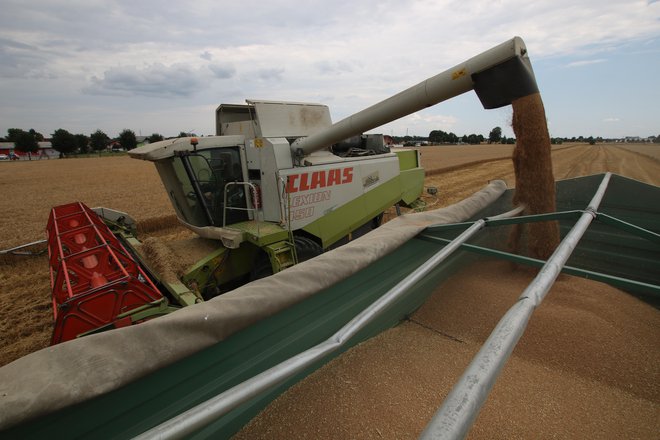 Letos je v Prekmurju s pšenico zasejanih nekaj manj polj kot lani, pridelek pa bo še dodatno zmanjšal zadnji vročinski val. FOTO: Jože Pojbič/Delo
