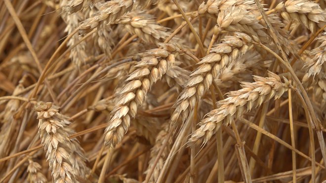 Precej negotovosti je bilo okoli žitaric, predvsem pšenice.
